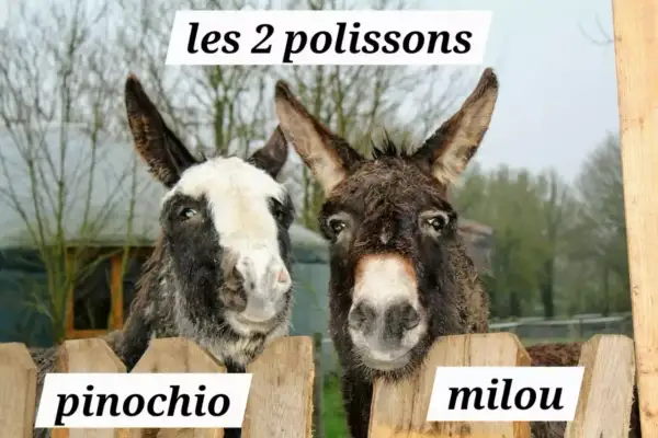 Deux ânes, Pinocchio et Milou, profitent d'un week-end nature. Ces deux polissons curieux regardent par-dessus une clôture en bois.