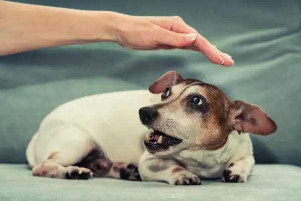 Main d'une personne caresse un chien Jack Russell qui montre les dents, un chien agressif qui semble effrayé.
