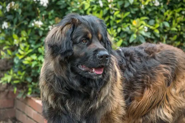 Un Leonberg, au caractère doux et protecteur, pose devant un feuillage luxuriant. Sa robe épaisse et sa posture imposante témoignent de sa noblesse.