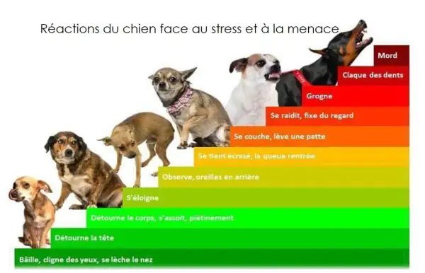Un chiot qui grogne et montre les dents, signe de stress. L'image illustre les réactions canines face à la menace, du bâillement à la morsure.