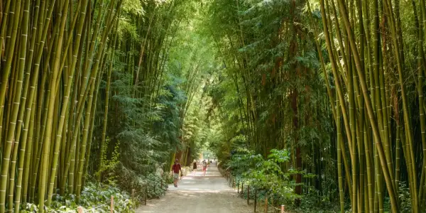 Promenade dans la bambouseraie d'Anduze, un homme et son chien profitent de l'ombre des bambous.