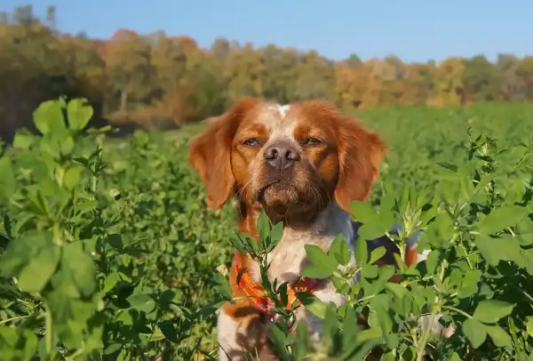 Un épagneul breton, parfait pour le dressage chien de chasse, observe attentivement dans un champ verdoyant.