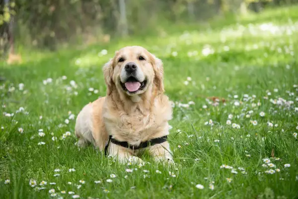 Un golden retriever heureux, allongé dans l'herbe parsemée de marguerites. Son âge, en âge humain, est celui d'un jeune adulte plein de vie.