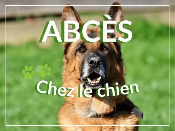 Portrait d'un berger allemand avec le texte "ABCÈS Chez le chien".