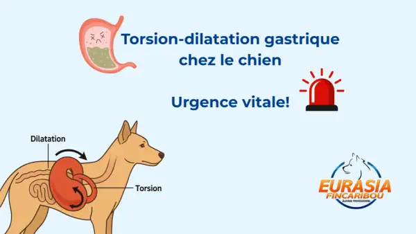 Torsion-dilatation gastrique chez le chien : urgence vitale ! Le temps est compté. Illustration d'un estomac et d'un chien montrant la torsion.