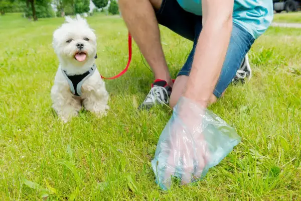 Un homme utilise une pelle à caca pour ramasser les déjections de son petit chien blanc sur l'herbe.
