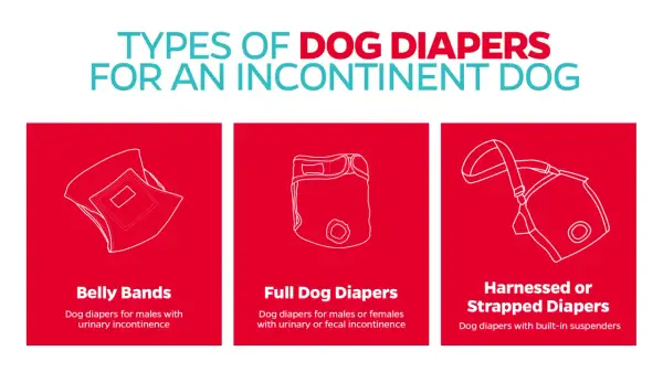 Illustrations de trois types de culottes pour chiens : bande ventrale, culotte complète et culotte à bretelles.