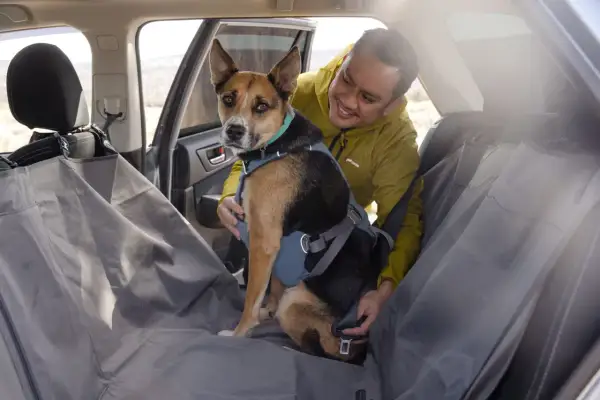 Un homme ajuste le harnais voiture chien de son compagnon, prêt pour une aventure.
