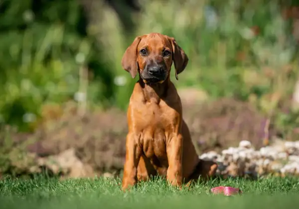 Jeune Rhodesian Ridgeback, au poil fauve, assis dans l'herbe. Son regard attentif suggère un caractère curieux et loyal, typique de sa race.