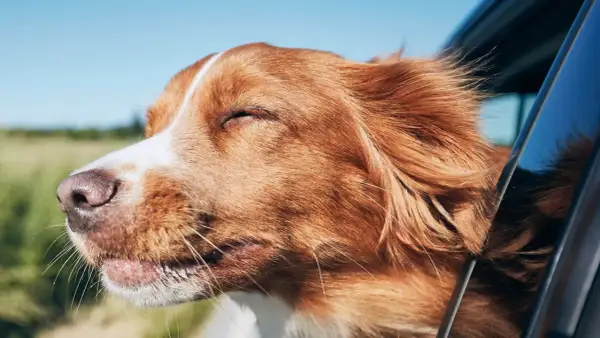 Un chien roux aux yeux fermés savoure le vent sur son museau, profitant de ses vacances pour célibataire avec chien.