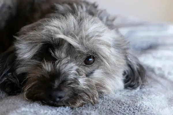 Un adorable chien hypoallergénique au poil gris et ébouriffé repose sur une couverture douce, son œil brun brillant fixant l'objectif.