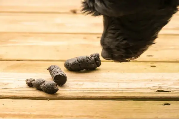 Un chien noir renifle des excréments sur une terrasse en bois. Le caca blanc du chien est une préoccupation pour les propriétaires.