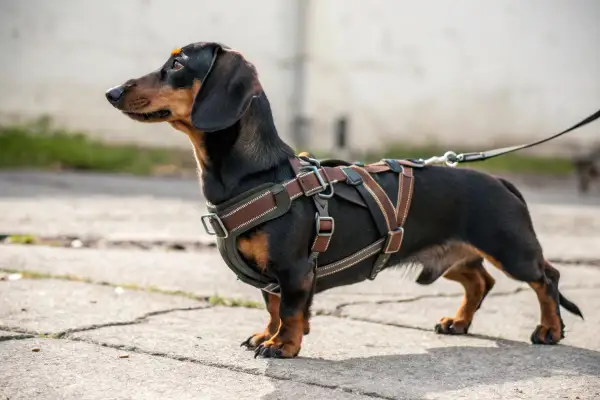 Teckel noir et brun porte un harnais confortable, un accessoire teckel parfait pour les promenades.