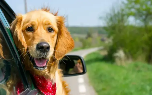 Un golden retriever heureux, avec un bandana rouge, profite du vent dans ses poils. Il est prêt pour son premier voyage en voiture, à quel âge un chiot peut voyager en voiture ?