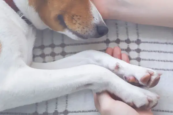 Douce étreinte des pattes d'un chien sénile, ultime réconfort avant l'euthanasie.