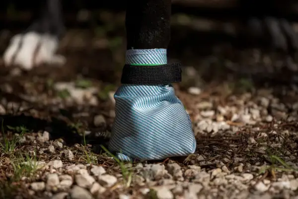 Une chaussure chien bleue et blanche protège la patte d'un chien sur un sol caillouteux.