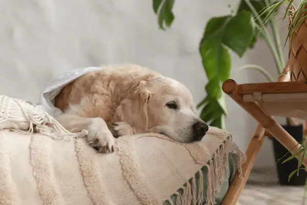 Un golden retriever se repose, emmitouflé dans une couverture. On entend le ventre de mon chien gargouiller, signe qu'il a bien mangé.
