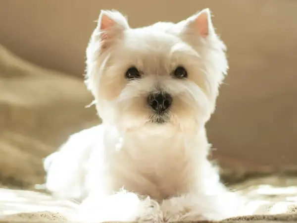 Un adorable westie chien, tout blanc et tout doux, pose paisiblement, baigné par la lumière du soleil.