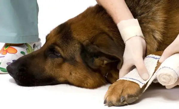 Un vétérinaire applique un bandage pour la protection d'une patte de chien blessé.