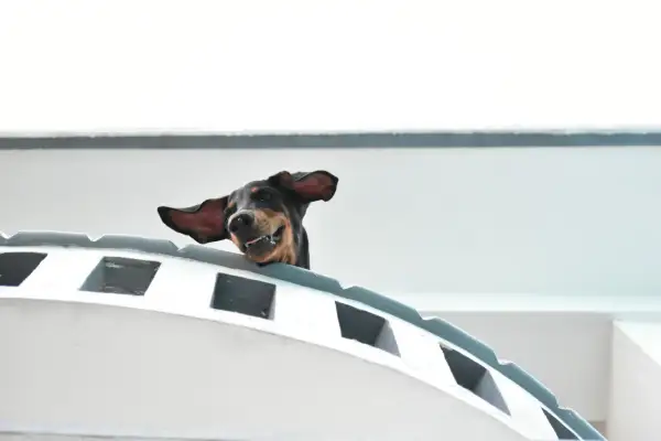 Un chien joyeux, oreilles au vent, semble prendre le ferry avec son chien. L'aventure commence !