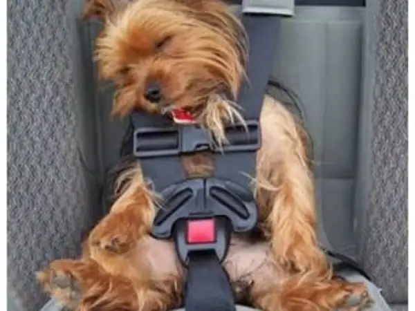 Un petit chien, un Yorkshire, dort paisiblement dans son siège auto, bien attaché. Ce cocculine chien est prêt pour le voyage.