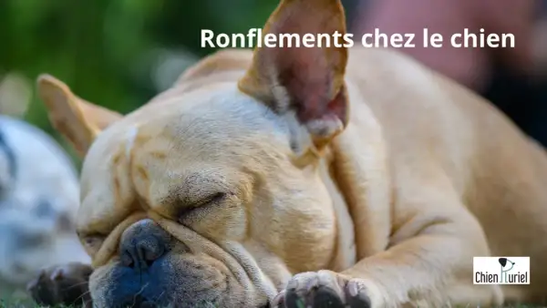 Un bouledogue français dort paisiblement, son museau froissé suggérant un chien qui ronfle.