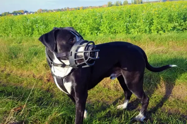 Grand chien noir et blanc porte une muselière pour chien, afin d'empêcher d'aboyer, dans un champ verdoyant.