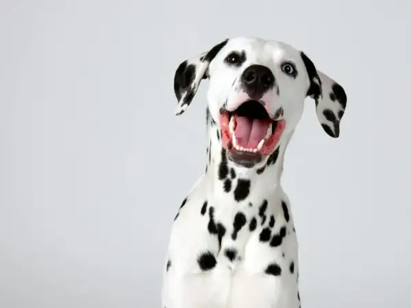 Un dalmatien au caractère joyeux, avec la gueule ouverte et un regard espiègle. Ses taches noires ressortent sur son pelage blanc.