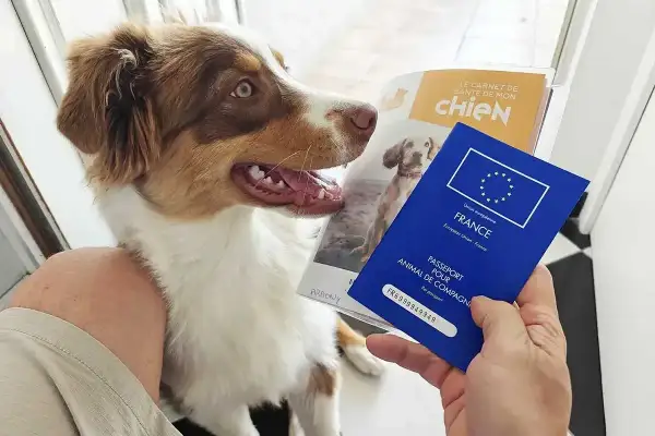 Un chien prêt pour un voyage au bord du lac Léman, son passeport en main.