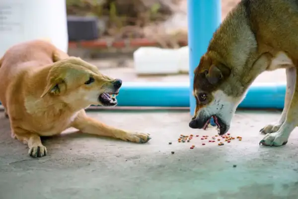 Deux chiens se battent par jalousie pour quelques croquettes. Leurs babines retroussées révèlent leurs crocs acérés.