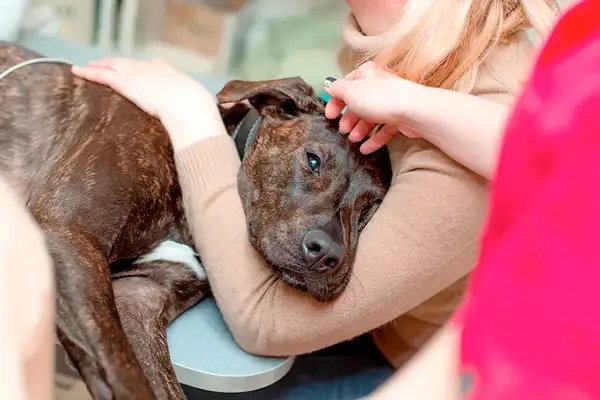 Un chien au pelage tigré, visiblement affaibli, repose dans les bras d'une personne. Un autre individu lui caresse la tête, offrant un dernier réconfort à ce chien cancer phase terminale.