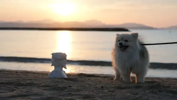 Un adorable petit chien blanc sur une plage de Fréjus, au coucher du soleil. À ses côtés, un buste antique.