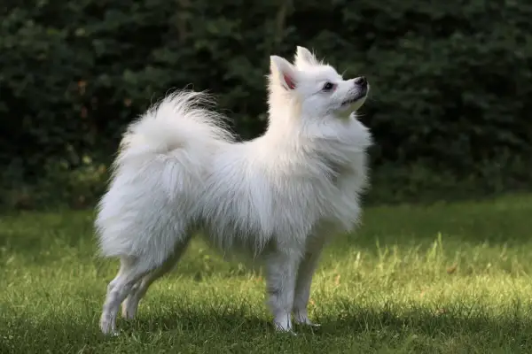 Un magnifique volpino italien blanc, au poil soyeux, se tient fièrement sur l'herbe verte, le regard tourné vers le ciel.