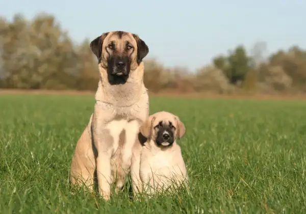 Un grand berger d'Anatolie et son chiot assis dans l'herbe. Malgré leur apparence imposante, ces chiens ne sont pas dangereux s'ils sont bien éduqués.