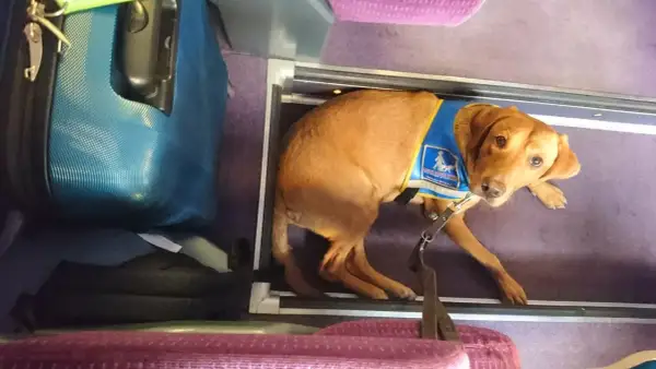 Un chien guide patient attend sagement dans un compartiment, prêt pour un long trajet en voiture.