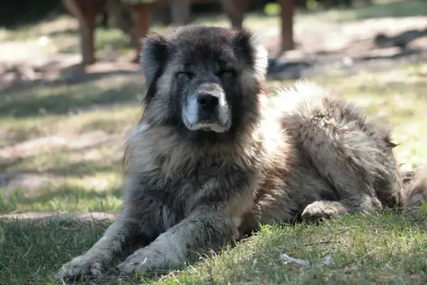 Un majestueux berger du Caucase, au pelage épais, se repose paisiblement sur l'herbe, profitant de l'ombre.