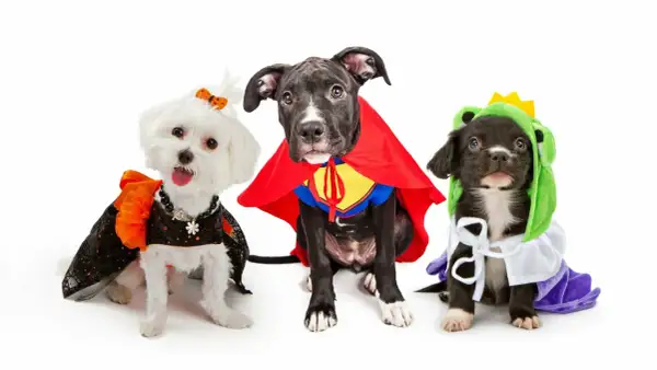 Trois adorables chiots en déguisement chien : un super-héros, une créature verte et une petite sorcière.