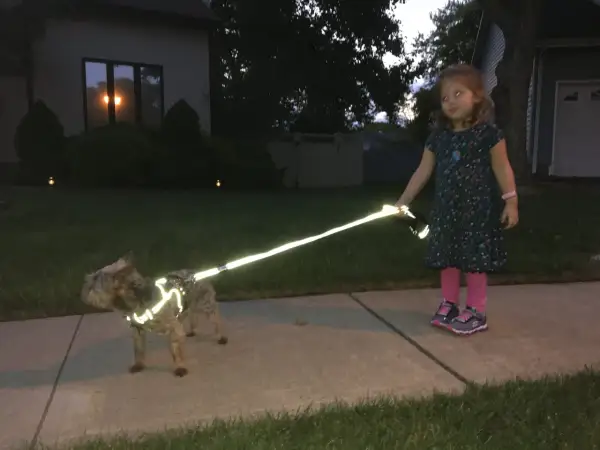 Une petite fille promène son chien, visiblement en soirée. Le chien porte un harnais réfléchissant qui brille intensément, assurant sa visibilité.