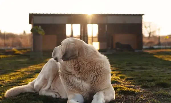 Un grand chien blanc se repose devant un abri, profitant du soleil couchant. Un hébergement insolite avec animaux, où la nature règne.