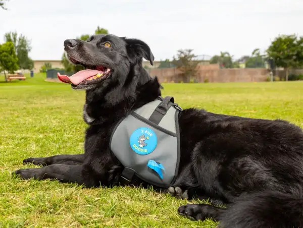 Chien noir couché sur l'herbe, portant un harnais avec un sac ramasse crotte intégré.
