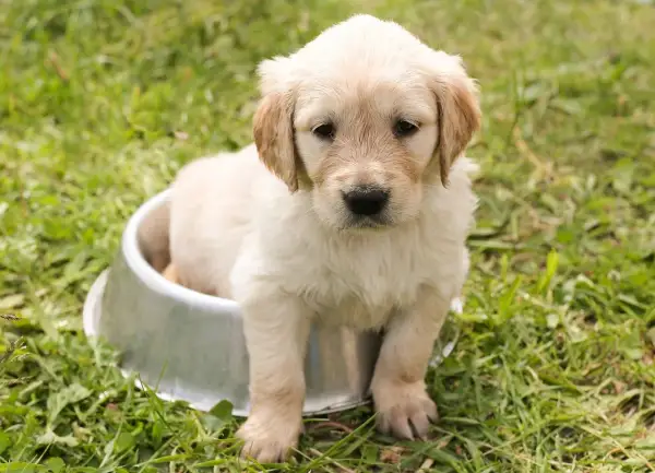Un adorable chiot golden retriever, prêt à adopter, est assis dans une gamelle sur l'herbe.