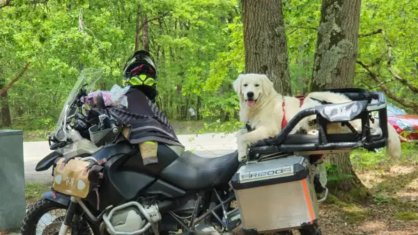 Un chien golden retriever est prêt pour le transport en moto, confortablement installé sur le porte-bagages arrière.