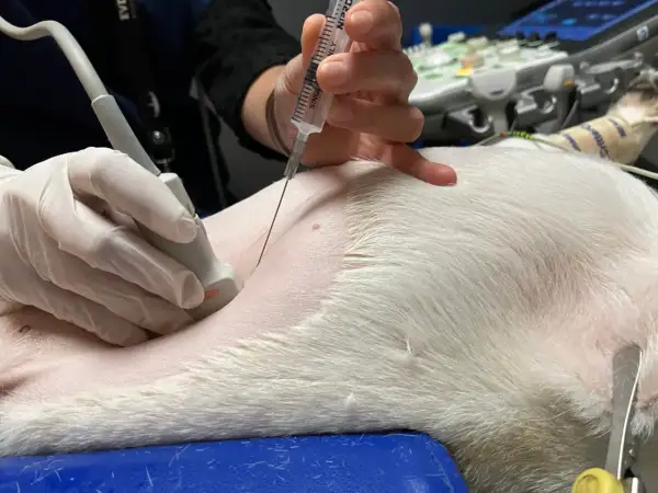 Vétérinaire réalisant une ponction abdominale guidée par échographie chez un chien pour diagnostiquer une péritonite.