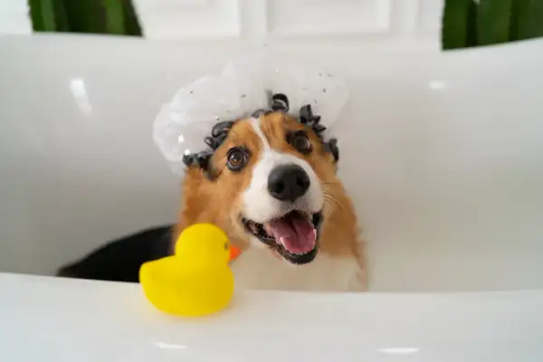 Un adorable corgi, coiffé d'un bonnet de bain, attend son tour dans le bac à lavage pour chien, un canard en plastique jaune à ses côtés.