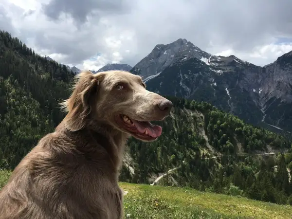 Un chien weimaraner, le regard vif, profite d'une vue imprenable sur les montagnes. Il semble prêt à explorer, se demandant combien de km peut marcher un chien par jour.