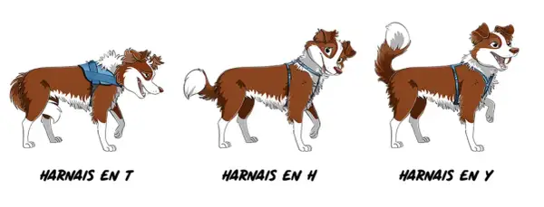 Trois chiens bruns et blancs illustrés portent des harnais différents : un harnais en T bleu, un harnais en H bleu et un harnais en Y bleu.