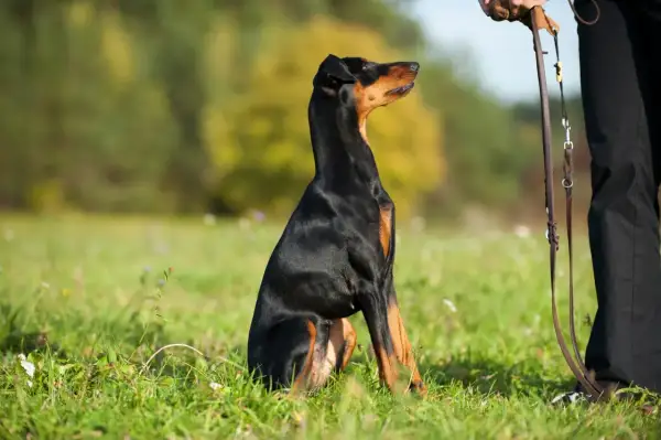 Un Doberman noir et brun, tel un chien alpha, est assis dans l'herbe, attendant patiemment les ordres de son maître.